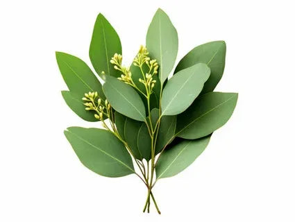 Eucalyptus Extract