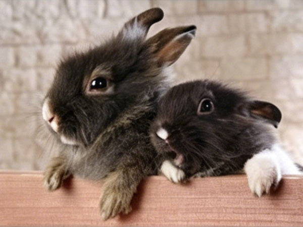 Two adorable baby rabbits peeking over the edge of a light brown wooden surface.
